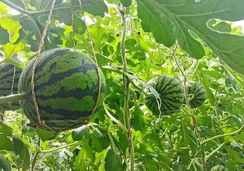 武威直播吃瓜,一场别开生面的网络盛宴